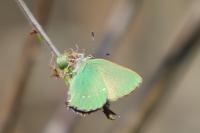 Callophrys rubi