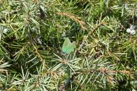 Callophrys rubi
