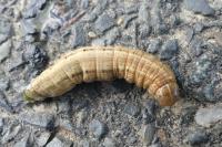 Mythimna