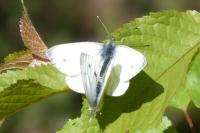 Pieris napi