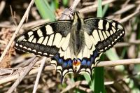 Papilio machaon