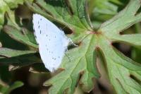 Celastrina argiolus