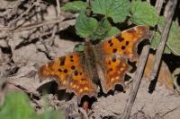 Polygonia c-album
