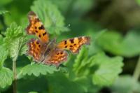 Polygonia c-album