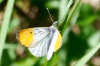 Anthocharis cardamines