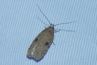 Agonopterix propinquella