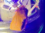 Phragmatobia fuliginosa