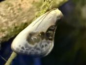 Cilix glaucata/hispanica