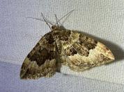 Lampropteryx suffumata