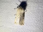 Spilosoma lubricipeda