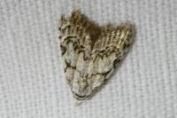 Nola confusalis