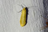 Wittia sororcula