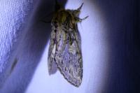 Peridea anceps