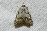 Nola confusalis