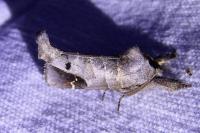 Clostera anachoreta