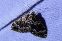 Lampropteryx suffumata