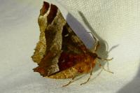 Selenia tetralunaria