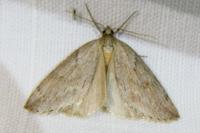 Pachycnemia hippocastanaria