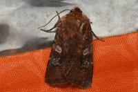 Cerastis leucographa