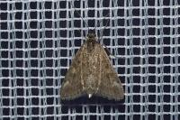 Pyrausta despicata