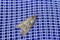 Cnephasia