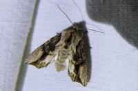 Egira conspicillaris