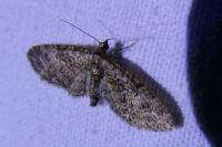 Eupithecia abbreviata