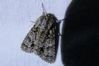 Acronicta auricoma