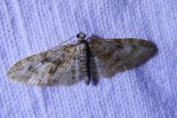 Eupithecia abbreviata