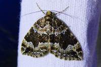 Lampropteryx suffumata