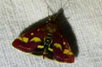Pyrausta purpuralis