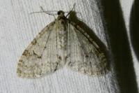 Trichopteryx carpinata