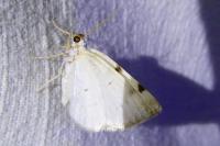 Lomographa bimaculata