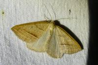 Petrophora chlorosata