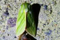 Pseudoips prasinanus