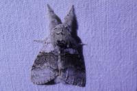 Calliteara pudibunda