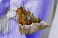 Selenia tetralunaria