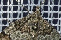 Thera britannica/variata