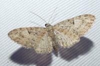 Eupithecia
