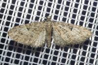 Eupithecia