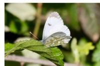 Anthocharis cardamines