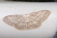 Idaea seriata