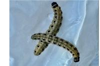 Yponomeuta cagnagella