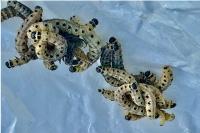 Yponomeuta cagnagella