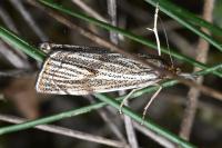 Thisanotia chrysonuchella