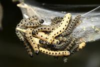 Yponomeuta cagnagella