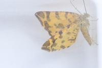 Pseudopanthera macularia