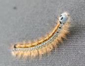 Malacosoma neustria