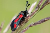 Zygaena sarpedon