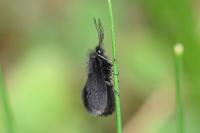 Epichnopterix plumella